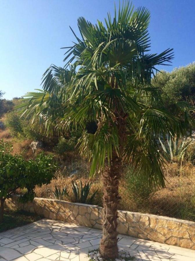Lavendel Trogir